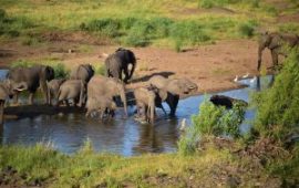 Botswana’s president threatens to send 20,0000 elephants to Germany