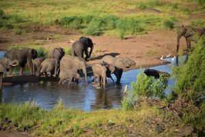 Botswana’s president threatens to send 20,0000 elephants to Germany