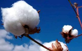 The Allure of Zimbabwean Cotton: Unpacking its Popularity in Japan