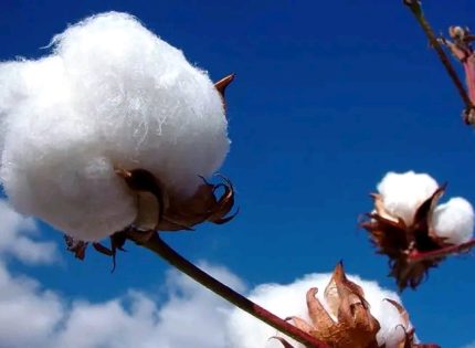 The Allure of Zimbabwean Cotton: Unpacking its Popularity in Japan