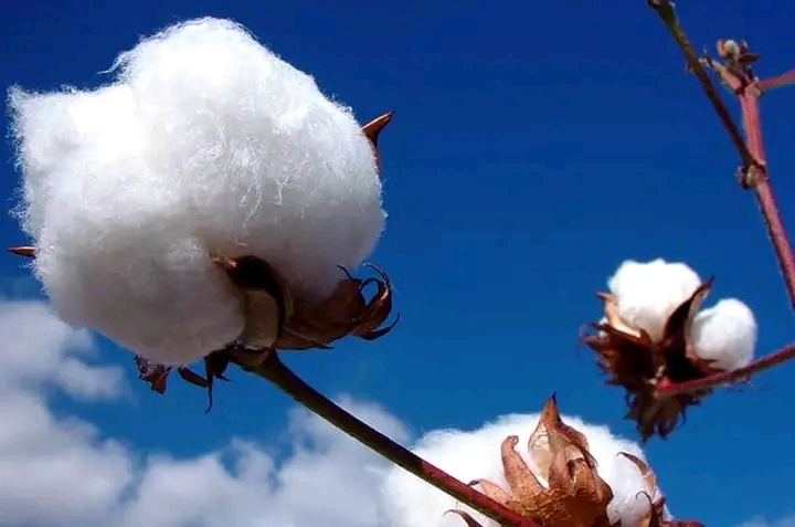 The Allure of Zimbabwean Cotton: Unpacking its Popularity in Japan