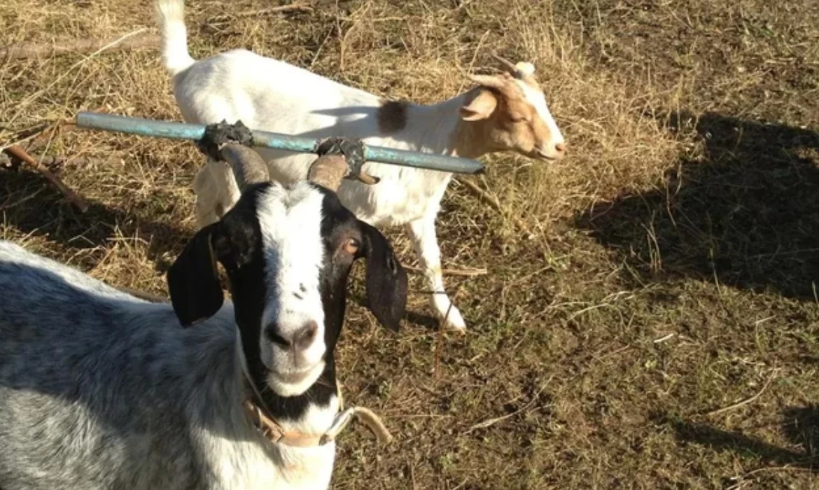 Worker Sentenced For Stealing Goats He Was Herding At The ZCC In Gokwe