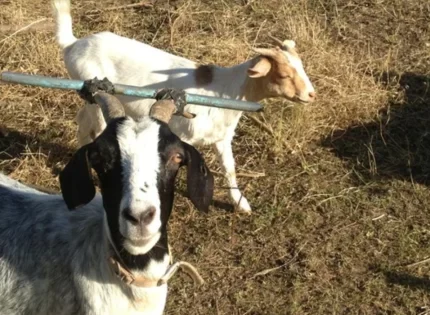 Worker Sentenced For Stealing Goats He Was Herding At The ZCC In Gokwe