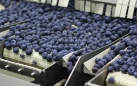 Zimbabwean blueberry producers seek access to Chinese market