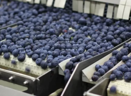 Zimbabwean blueberry producers seek access to Chinese market