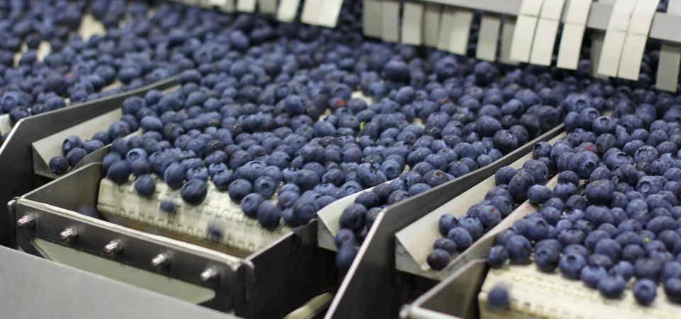 Zimbabwean blueberry producers seek access to Chinese market