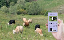 ECape intros tech to fight stock theft