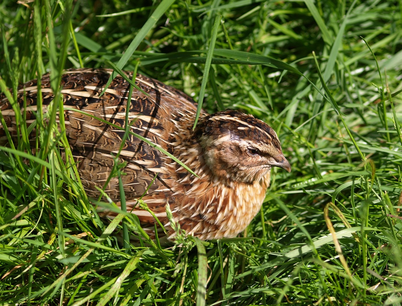 quail 354040 1280