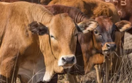 Government Bans People From Selling Cattle At Household Level: Here Is Why