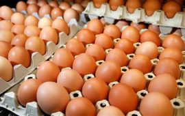 How to start a layers egg business in Zimbabwe