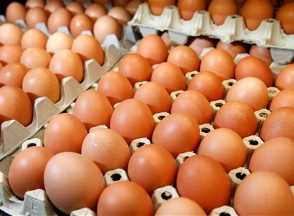 How to start a layers egg business in Zimbabwe