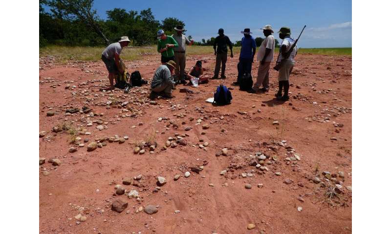 Musankwa sanyatiensis, a new dinosaur from Zimbabwe