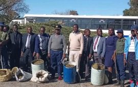 Dagga Haul Seized in Gokwe Raid