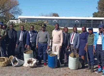 Dagga Haul Seized in Gokwe Raid