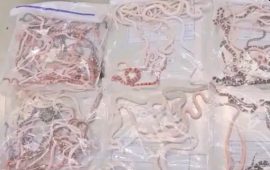 Man Caught Smuggling 104 Live Snakes at Hong Kong Border