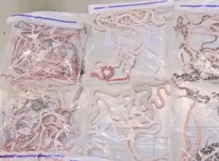 Man Caught Smuggling 104 Live Snakes at Hong Kong Border