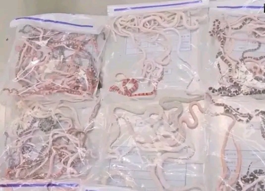 Man Caught Smuggling 104 Live Snakes at Hong Kong Border