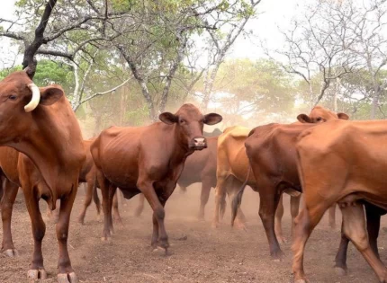 Government Removes VAT On Livestock: What It Means For Zimbabweans