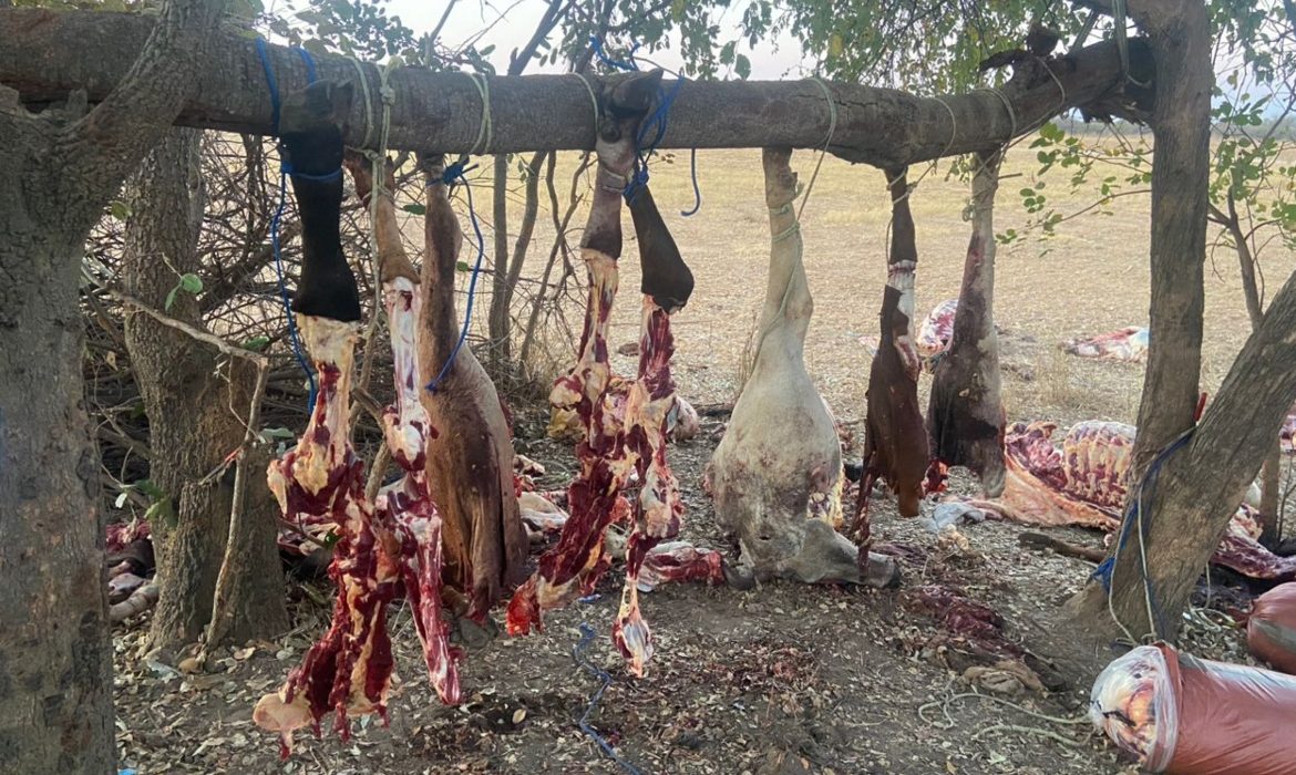 Daring Rustlers Steal 21 Cattle And Slaughter Nine In Banket Before Abandoning Them After A Bust