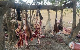 Daring Rustlers Steal 21 Cattle And Slaughter Nine In Banket Before Abandoning Them After A Bust