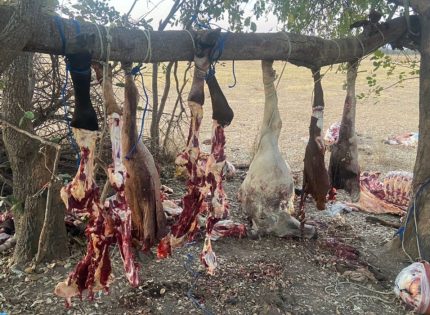 Daring Rustlers Steal 21 Cattle And Slaughter Nine In Banket Before Abandoning Them After A Bust