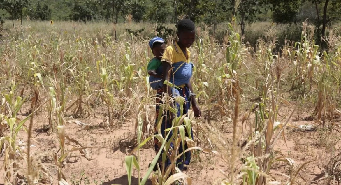 Red Cross To Inject More Cash And Food For Zimbabweans As Drought Intensifies: What You Should Know