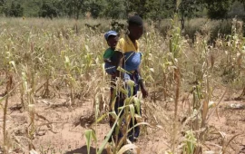 Red Cross To Inject More Cash And Food For Zimbabweans As Drought Intensifies: What You Should Know