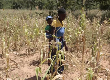 Red Cross To Inject More Cash And Food For Zimbabweans As Drought Intensifies: What You Should Know