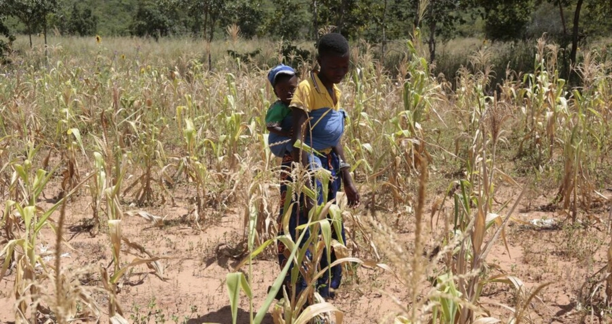 Red Cross Zimbabwe Drought