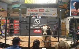 Getting To Know Zimbabwean Cattle Rancher Collins Tafireyi Who Bought A Boran Bull For US$444k In South Africa