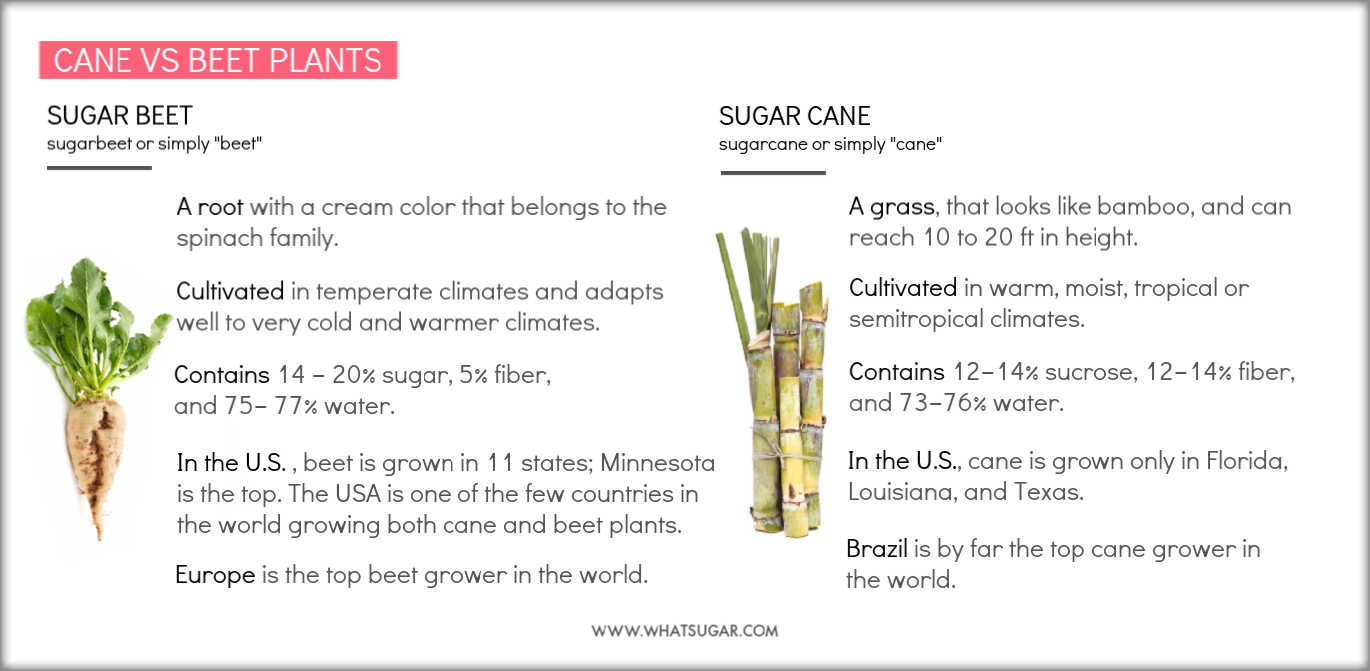 sugar cane sugar beet difference | Is cane sugar better than beet sugar?