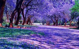 Zimbabwe’s Jacaranda Splendor: A Purple-Hued Wonderland