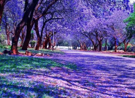 Zimbabwe’s Jacaranda Splendor: A Purple-Hued Wonderland