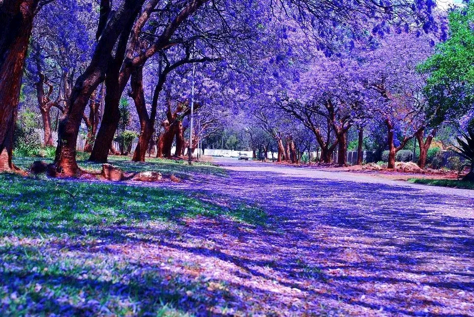 Zimbabwe’s Jacaranda Splendor: A Purple-Hued Wonderland