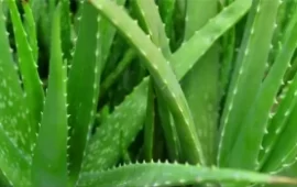 Four Men Die After Taking Homemade Aloe Vera ‘Guchu’ Concoction