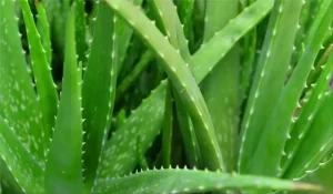 Four Men Die After Taking Homemade Aloe Vera ‘Guchu’ Concoction