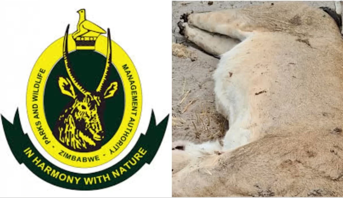 ZimParks Ranger Arrested for Allegedly Poaching And Beheading Three Lions At Hwange National Park Worth US$60k