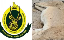 ZimParks Ranger Arrested for Allegedly Poaching And Beheading Three Lions At Hwange National Park Worth US$60k