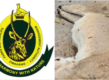 ZimParks Ranger Arrested for Allegedly Poaching And Beheading Three Lions At Hwange National Park Worth US$60k