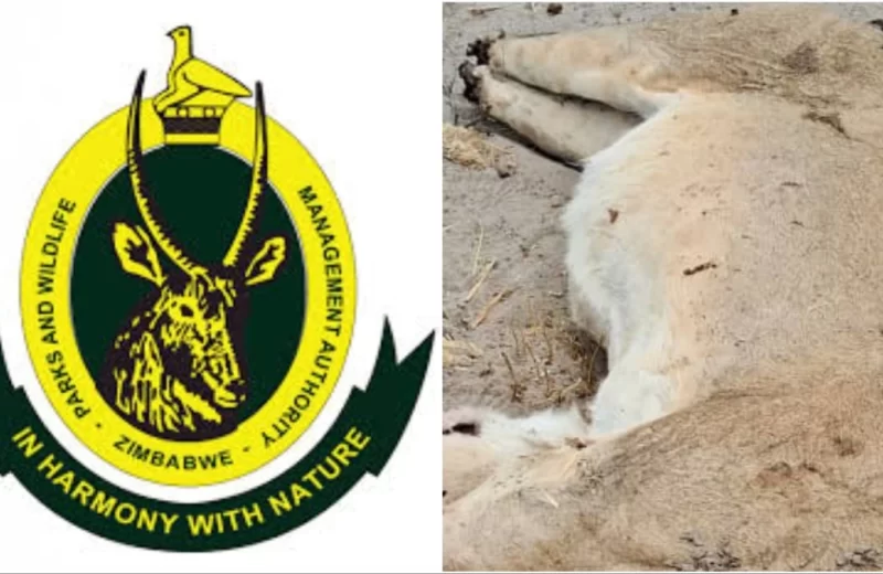 ZimParks Ranger Arrested for Allegedly Poaching And Beheading Three Lions At Hwange National Park Worth USk