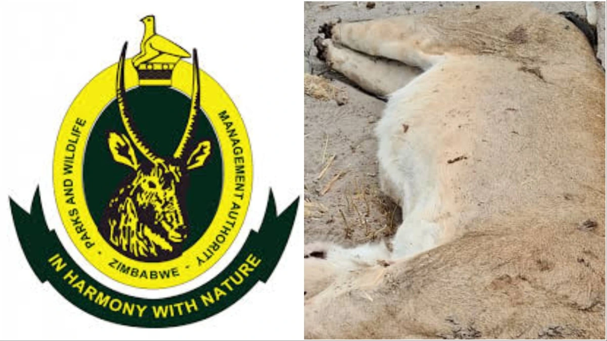 ZimParks Ranger Poaching Lions