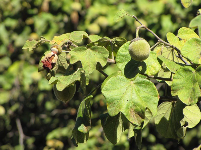 Flora of Zambia: Species information: individual images: Thespesia garckeana