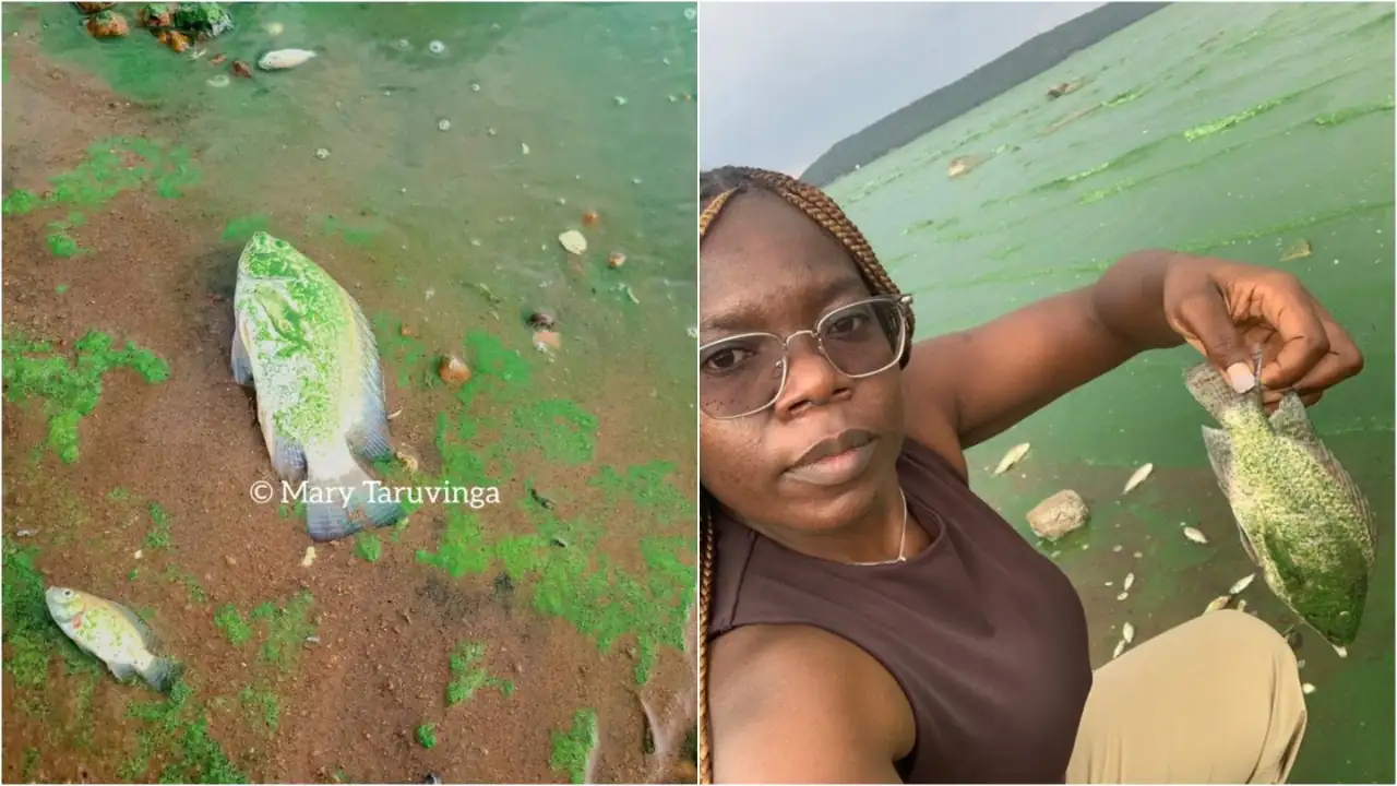 Govt Must Lead By Example & Also Forgo Festivities, Fix Things: Zimbabweans React to Lake Chivero Crisis