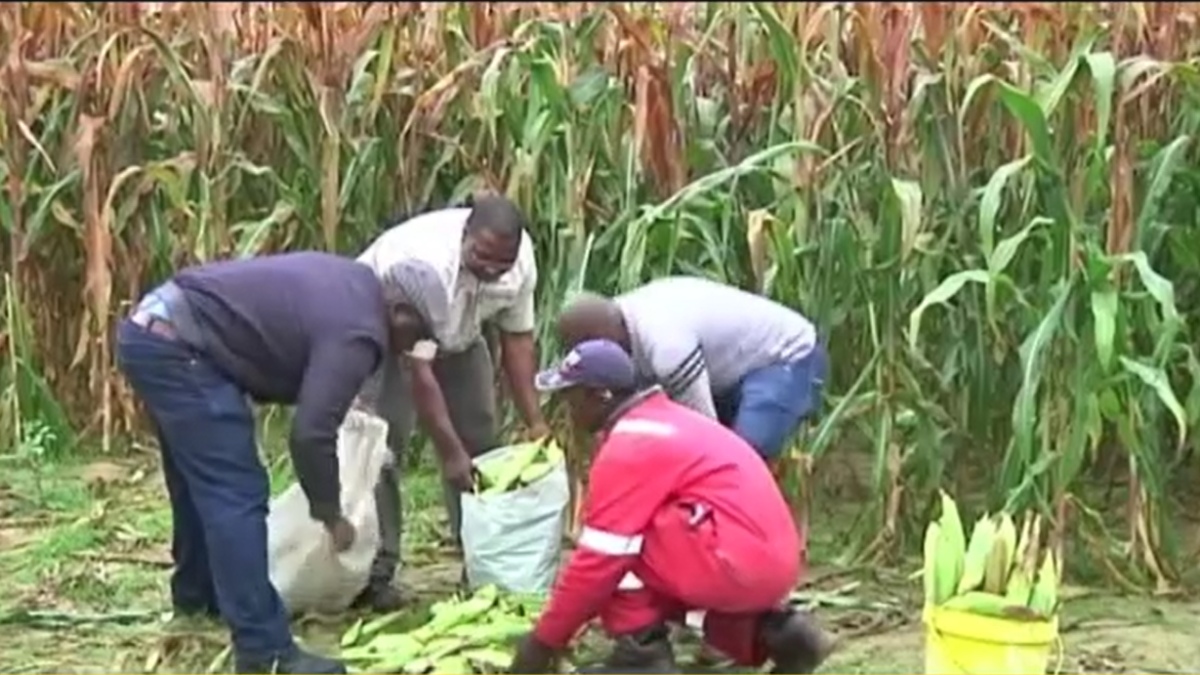 Five SA-Based Zimbabwean Farmers