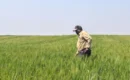 Zimbabwe Returns Seized Farms To Black Farmers Who Lost Land Under Mugabe