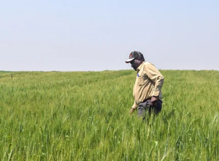 Zimbabwe Returns Seized Farms To Black Farmers Who Lost Land Under Mugabe