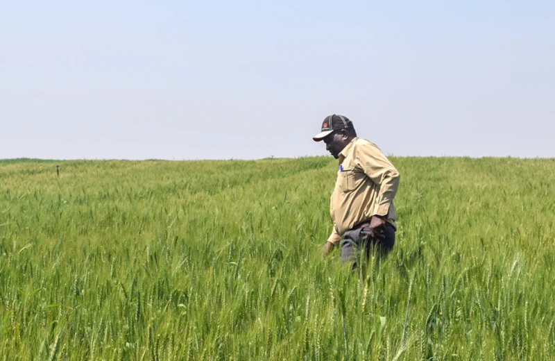 Zimbabwe Returns Seized Farms To Black Farmers Who Lost Land Under Mugabe
