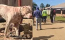 Harare Man Mauled To Death By Neighbour’s Pitbull