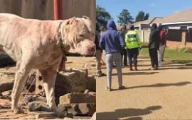 Harare Man Mauled To Death By Neighbour’s Pitbull