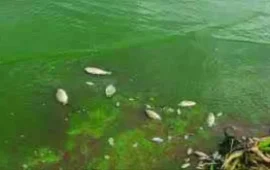 Expert Reveals That Lake Chivero Poses As A Cancer Threat